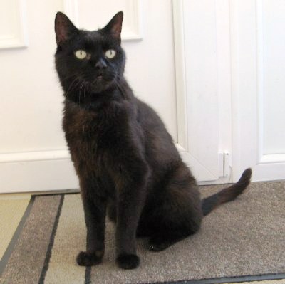 black cat Celia Hammond Animal Trust charity.jpg